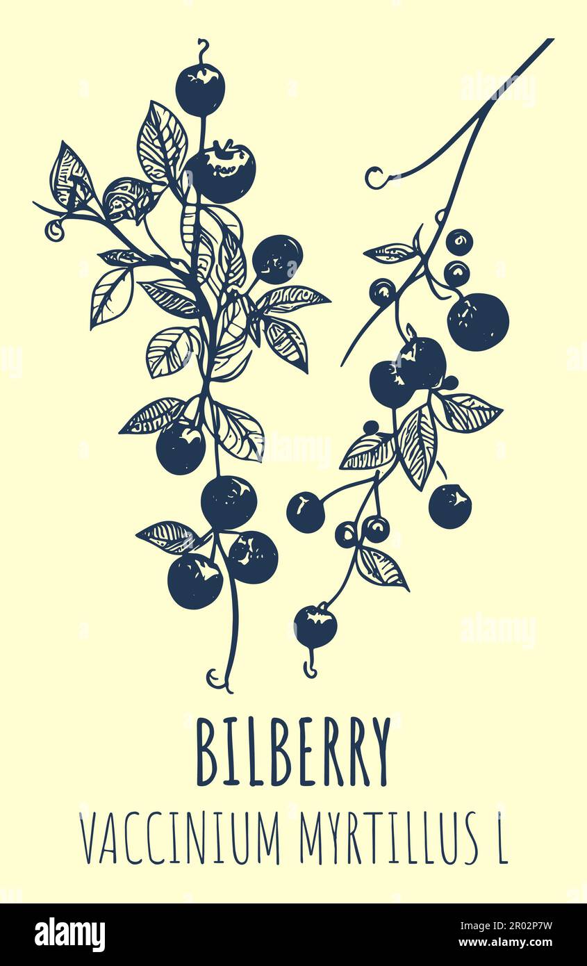 Macchia di mirtillo europeo o VACCINIUM MYRTILLUS L con bacche mature in stile vintage. Illustrazione Foto Stock