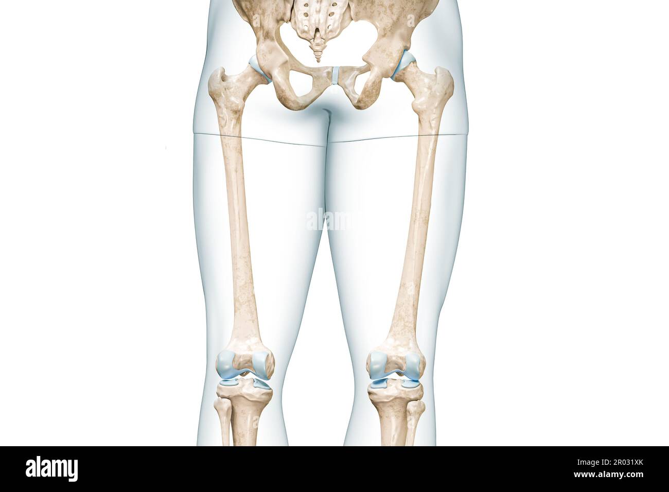 Femore o coscia con contorni del corpo della coscia Vista posteriore rappresentazione 3D illustrazione isolata su bianco con spazio di copia. Anatomia dello scheletro umano, diam. Medico Foto Stock
