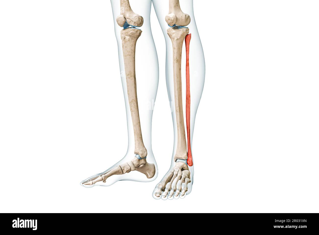 Vista frontale dell'osso fibula di colore rosso con corpo 3D raffigurazione isolata su bianco con spazio di copia. Scheletro umano, anatomia delle gambe e dei polpacci, medico Foto Stock
