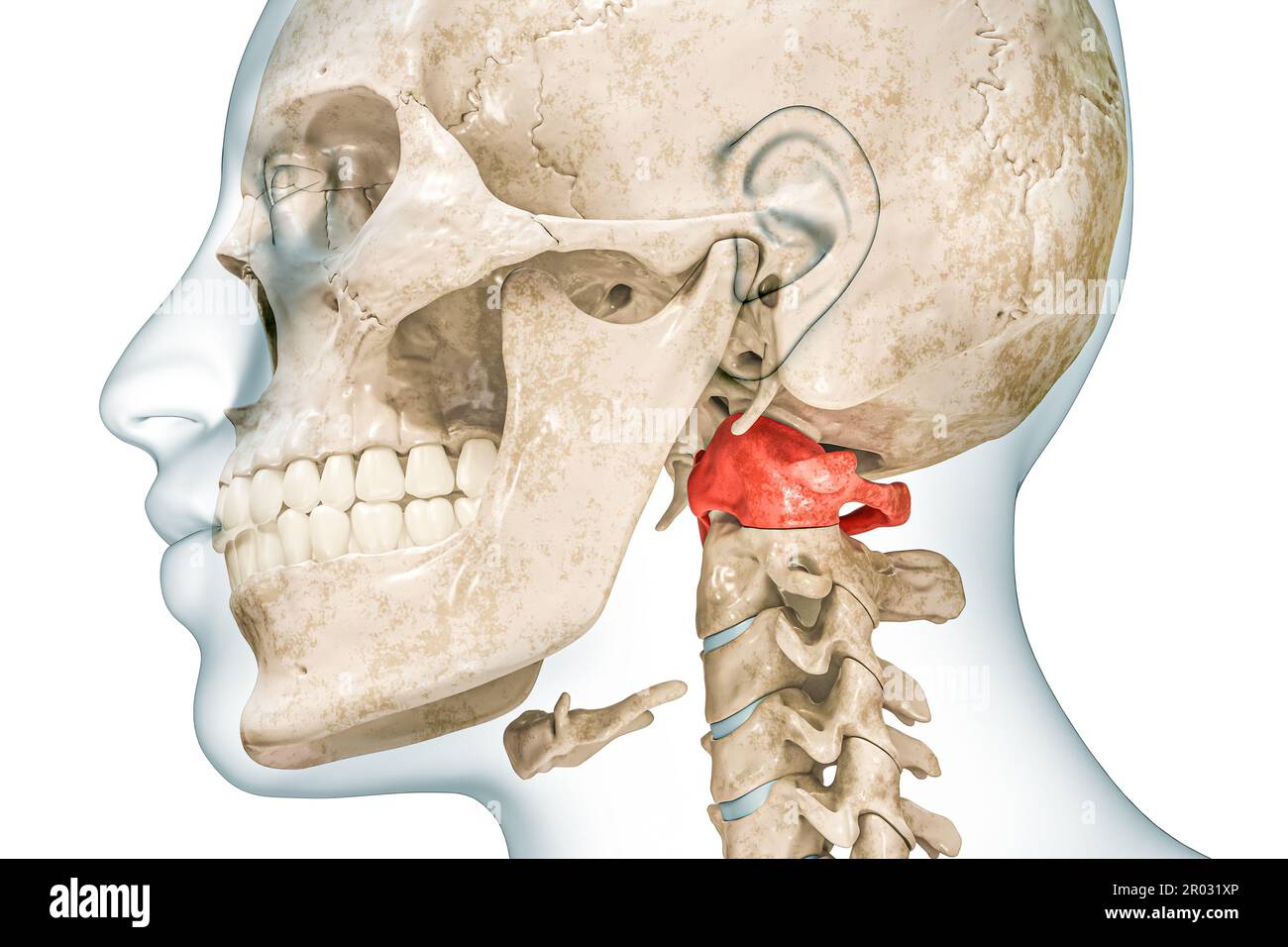 Prima vertebra cervicale dell'atlante di colore rosso con rappresentazione 3D del corpo isolata su bianco con spazio di copia. Scheletro umano e anatomia della colonna vertebrale, io Foto Stock