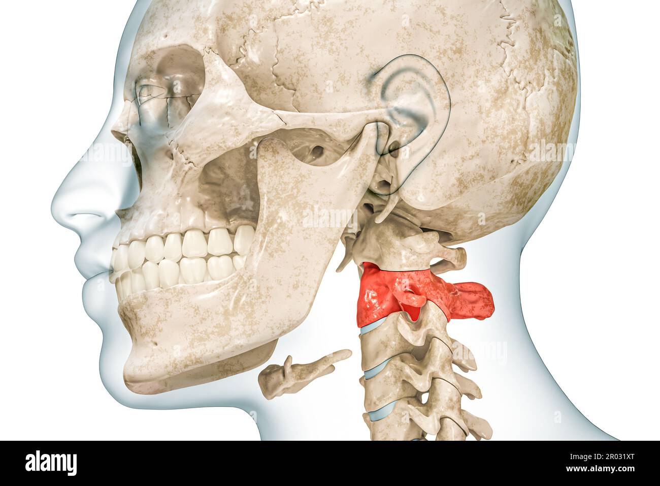 Asse seconda vertebra cervicale di colore rosso con corpo 3D rappresentazione illustrazione isolata su bianco con spazio di copia. Scheletro umano e anatomia della colonna vertebrale, io Foto Stock