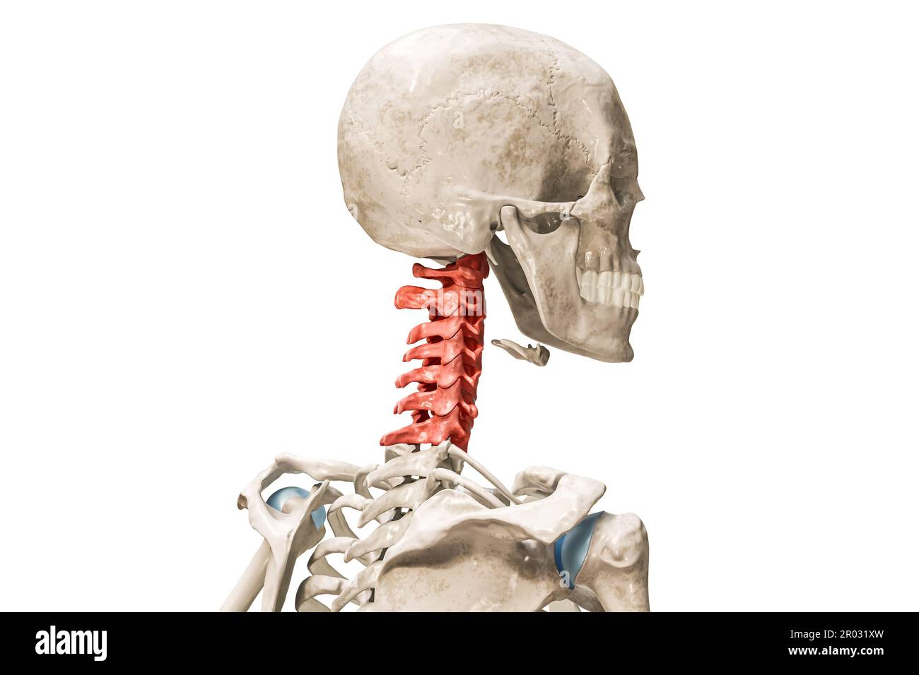 Vertebre cervicali in rosso rappresentazione 3D isolato su bianco con spazio di copia. Anatomia dello scheletro umano e della colonna vertebrale, diagramma medico, osteolo Foto Stock