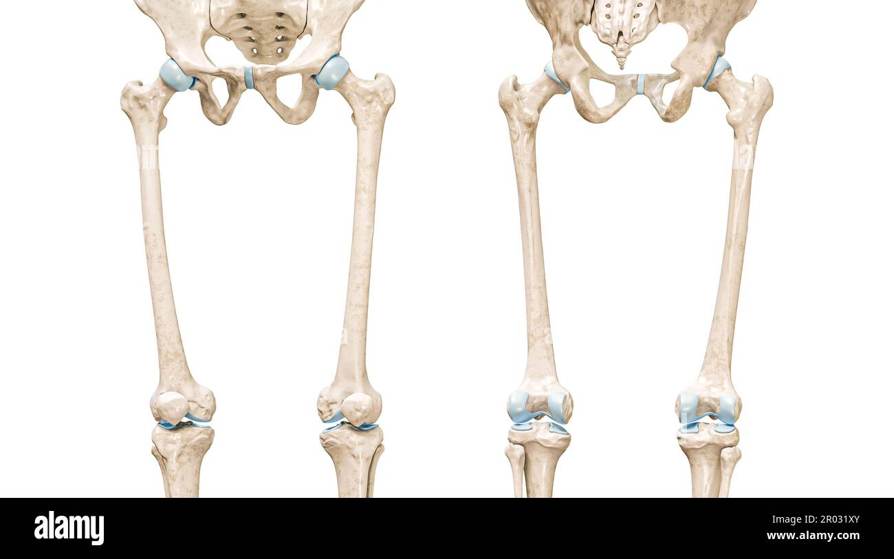 Visualizzazione frontale e posteriore del femore o del femore illustrazione di rendering 3D isolata su bianco con spazio di copia. Anatomia dello scheletro umano e delle gambe, diagramma medico, Foto Stock