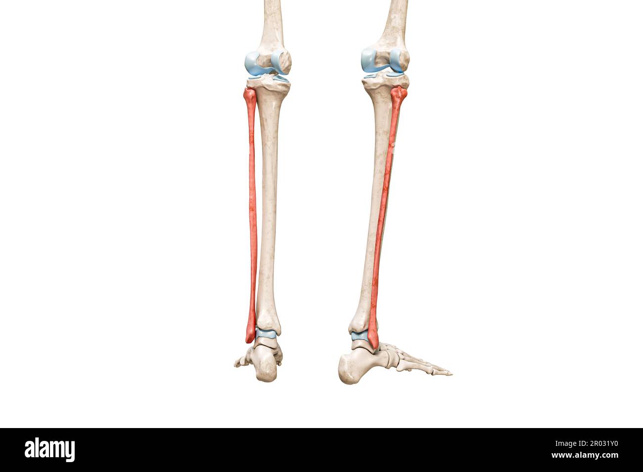 Vista posteriore di fibula bones in rosso 3D rendering illustrazione isolata su bianco con spazio di copia. Scheletro umano e anatomia delle gambe, diagramma medico, oste Foto Stock