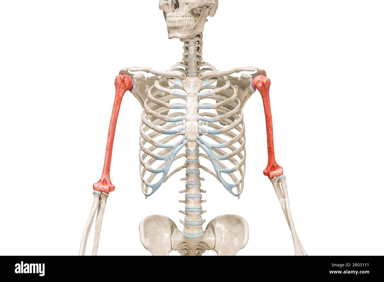 Osso del braccio omerico di colore rosso 3D illustrazione di rendering isolata su bianco con spazio di copia. Anatomia dello scheletro umano, diagramma medico, osteologia, scheletro Foto Stock