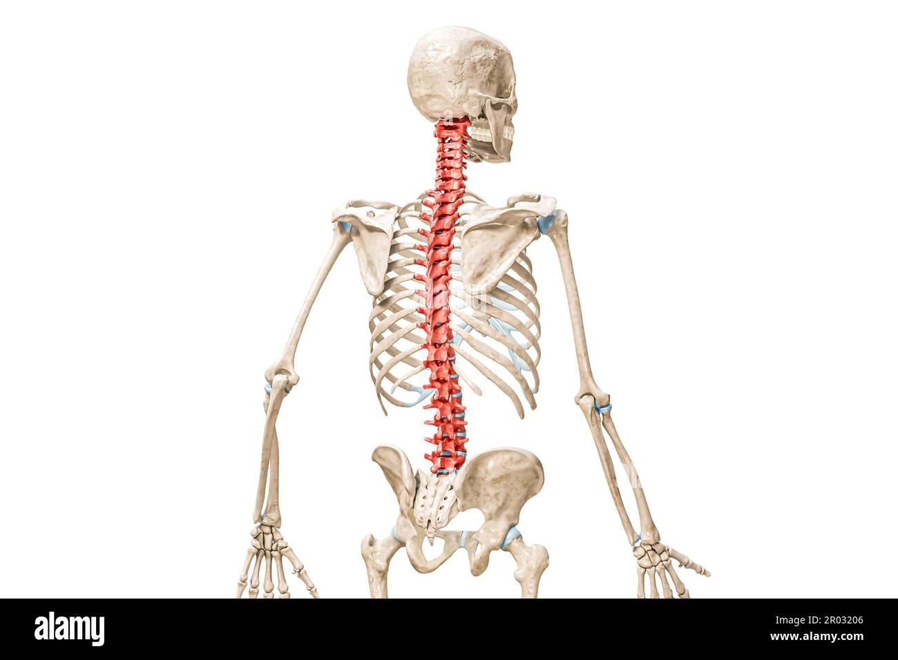 Vertebre della colonna vertebrale in rosso vista posteriore 3D illustrazione di rendering isolata su bianco con spazio di copia. Anatomia umana e dorsale, medicina vuota d Foto Stock