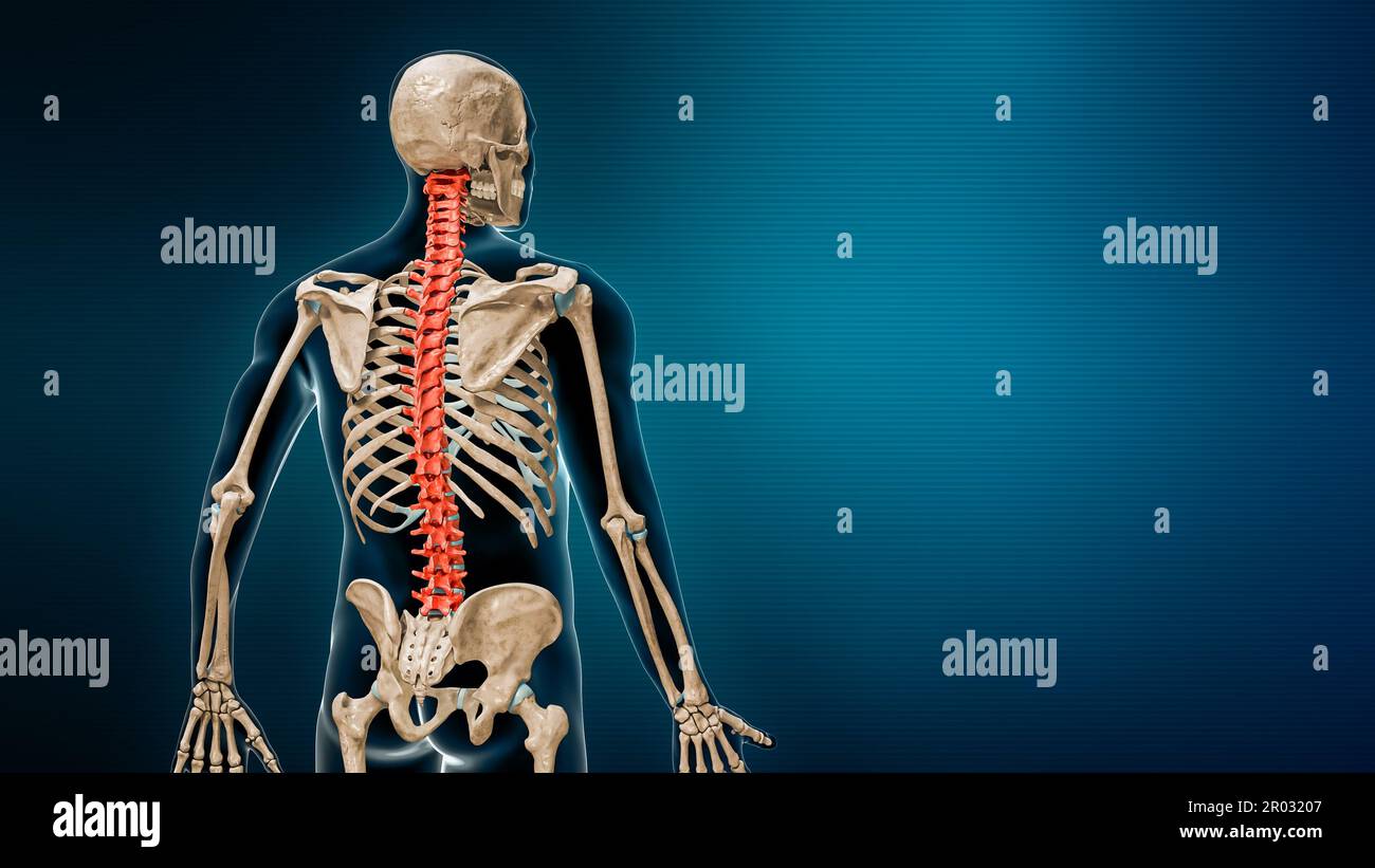 Colonna vertebrale nella vista posteriore di colore rosso con rappresentazione del corpo 3D su sfondo blu con spazio di copia. Concep. Anatomia della colonna vertebrale o della colonna vertebrale umana Foto Stock