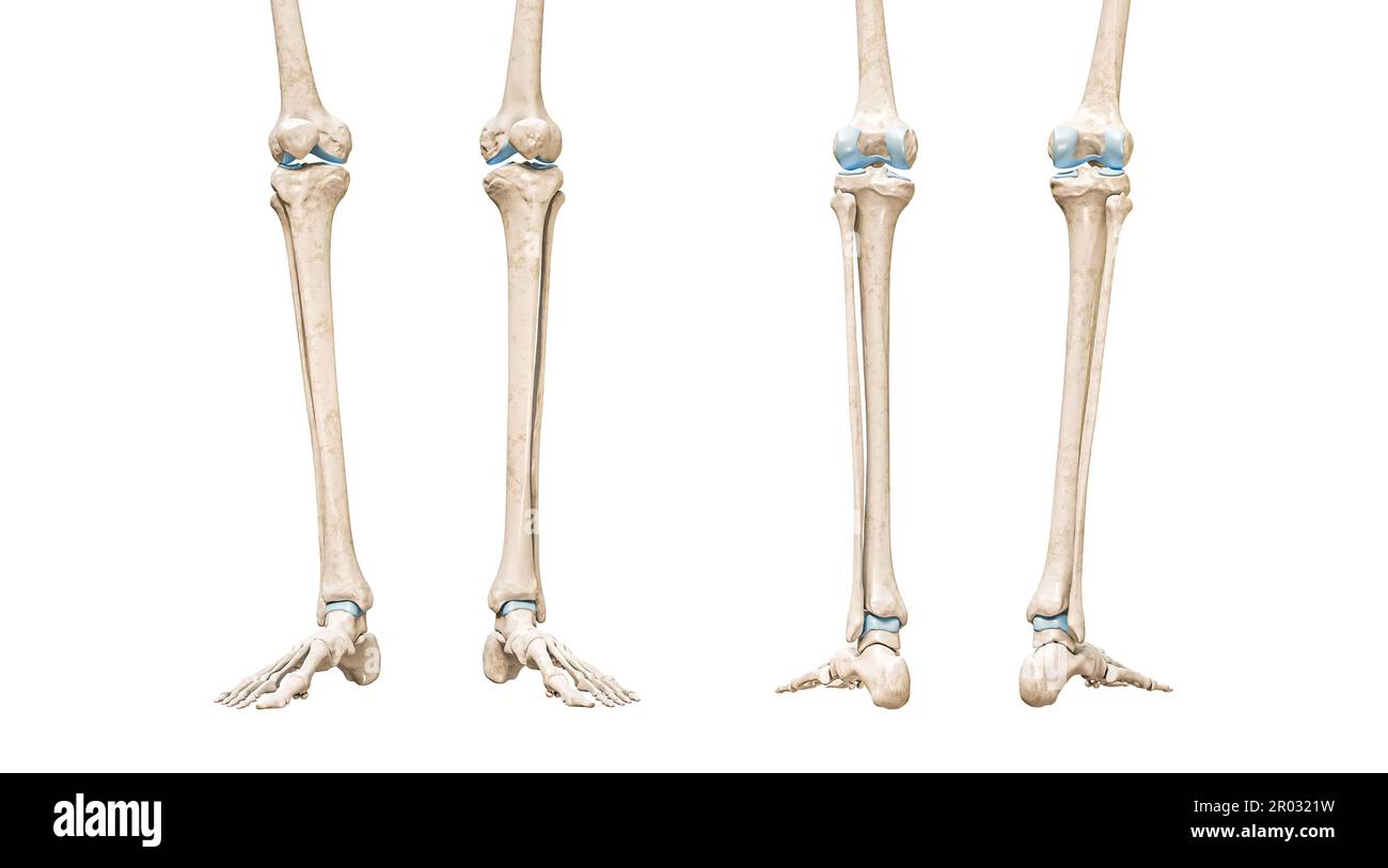 Vista frontale e posteriore della tibia o dell'osso dello stindo 3D illustrazione di rendering isolata su bianco con spazio di copia. Anatomia dello scheletro umano e delle gambe, diagramma medico, Foto Stock