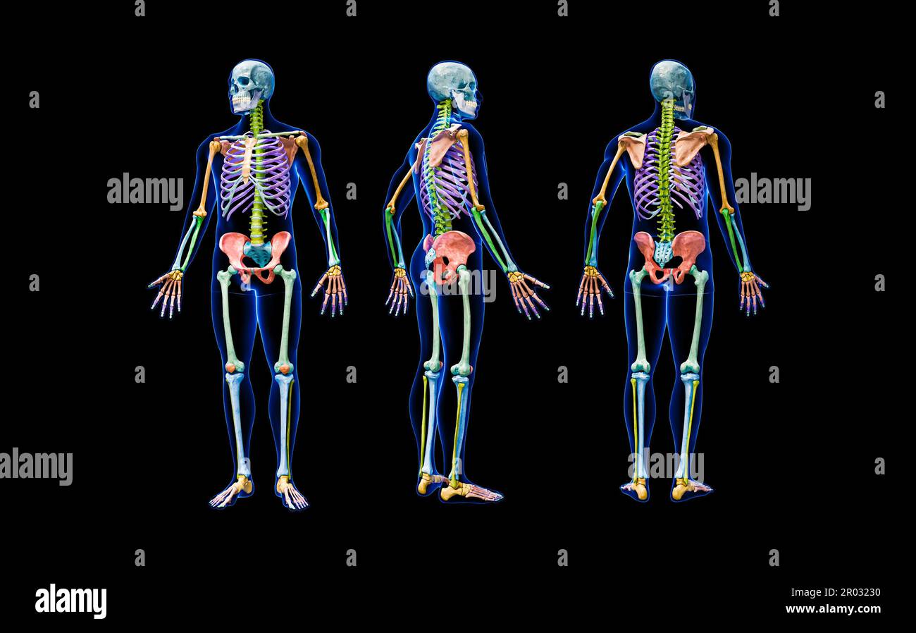 Vista frontale, posteriore e di profilo dello scheletro umano completo con corpo maschio 3D che rende l'illustrazione isolata su nero. Anatomia o diagramma medico con ciascuno Foto Stock