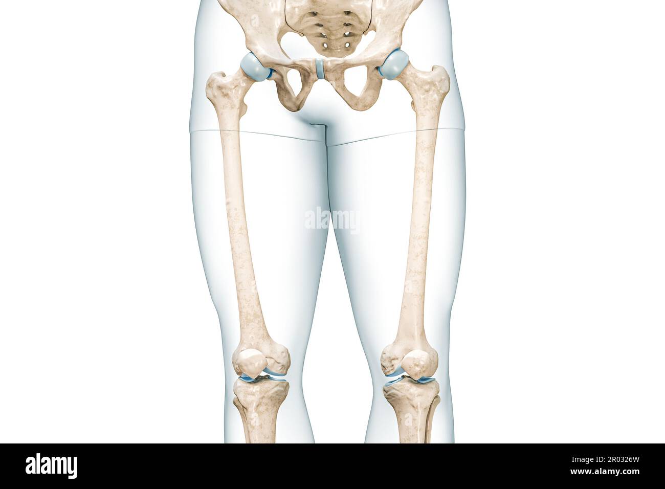 Femore o coscia con contorni del corpo della coscia vista frontale rappresentazione 3D isolata su bianco con spazio di copia. Anatomia scheletrica umana, di medico Foto Stock