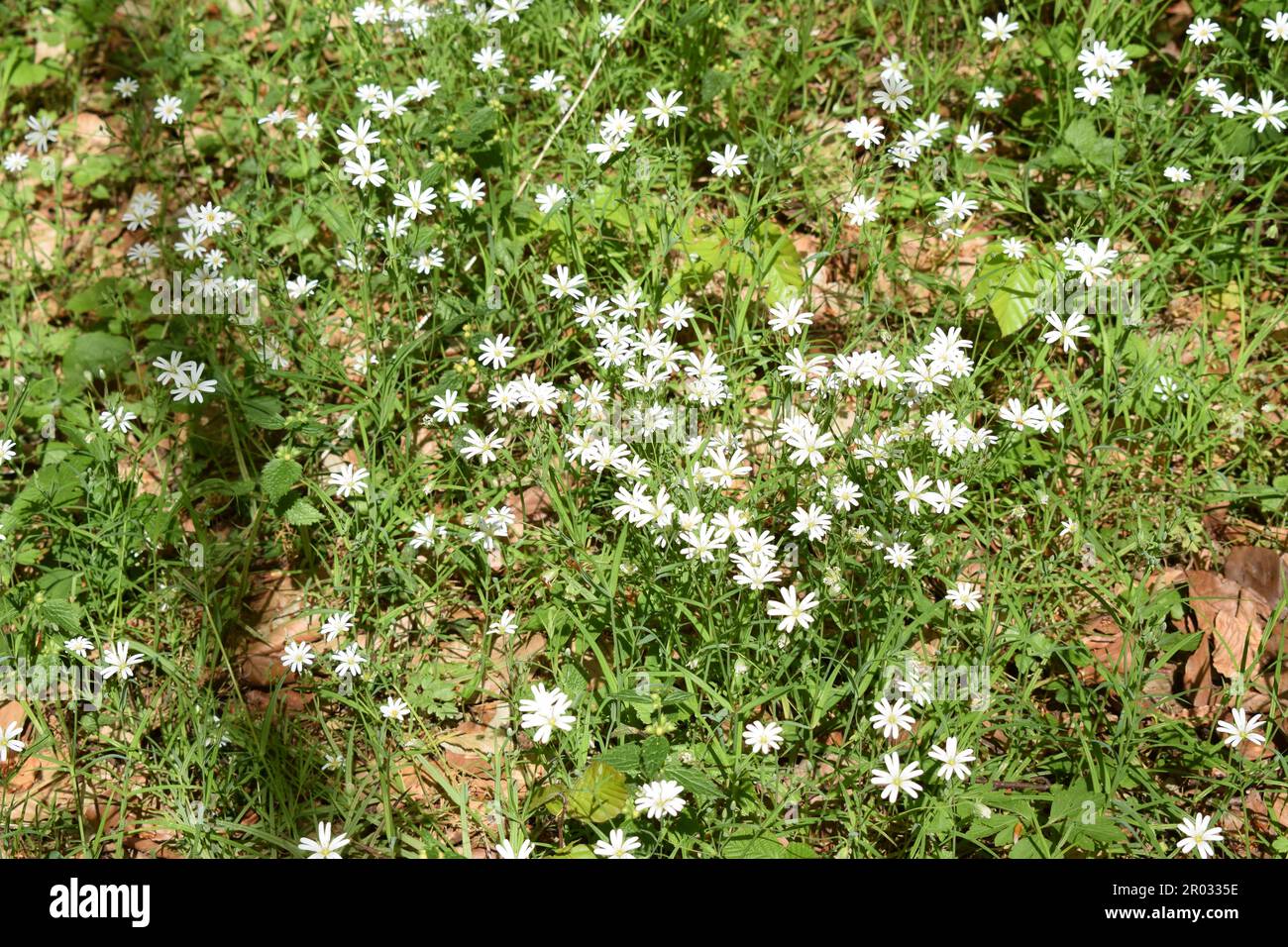 fiori di foresta nel mese di maggio Foto Stock
