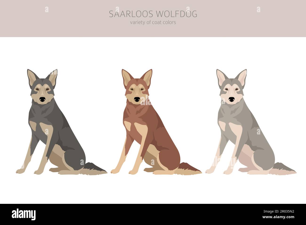 Saarloos Wolfdog clipart. Set di tutti i colori del mantello. Infografica sulle caratteristiche di tutte le razze di cani. Illustrazione vettoriale Illustrazione Vettoriale