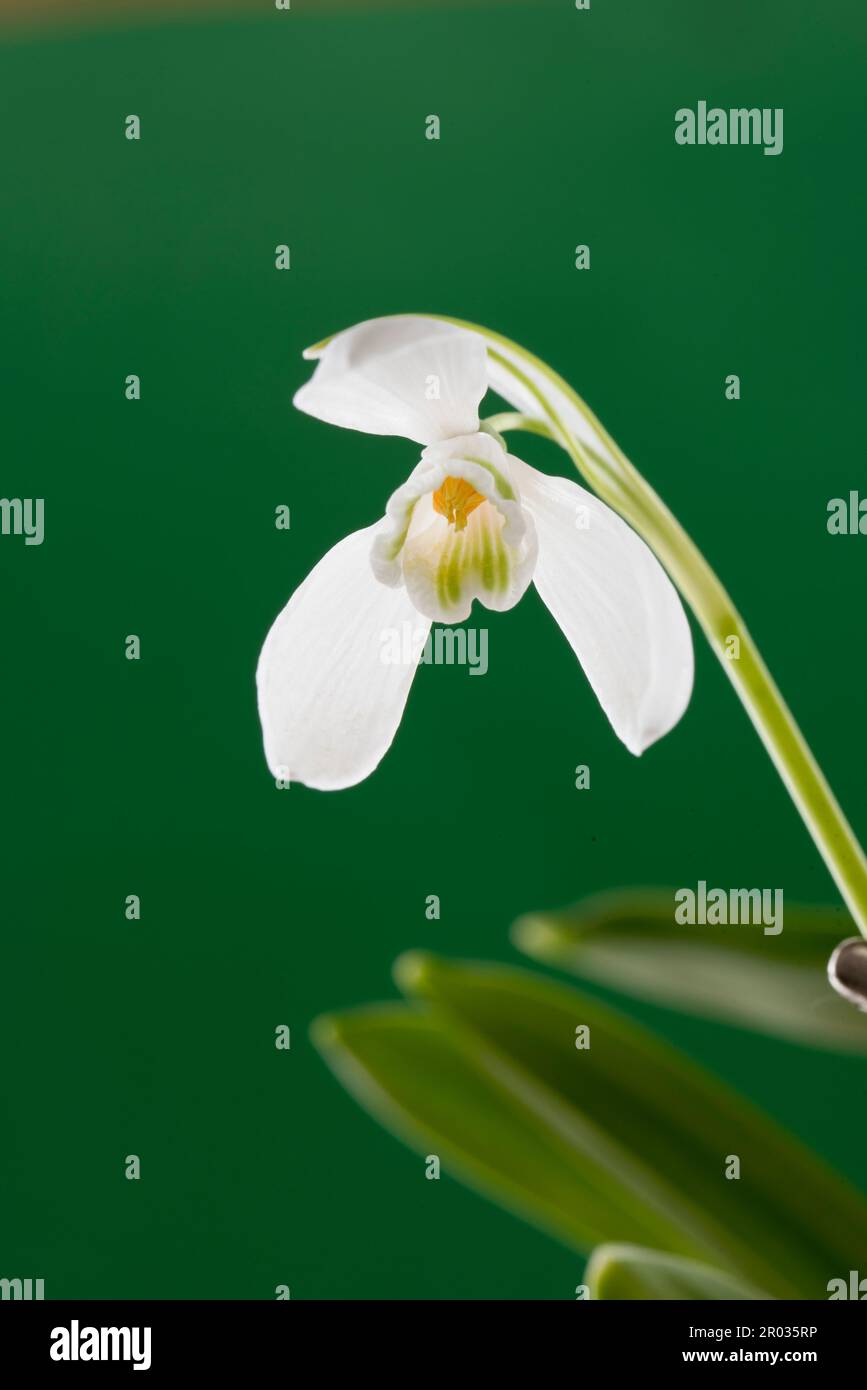 Snowdrop Galanthus Elwesii Foto Stock