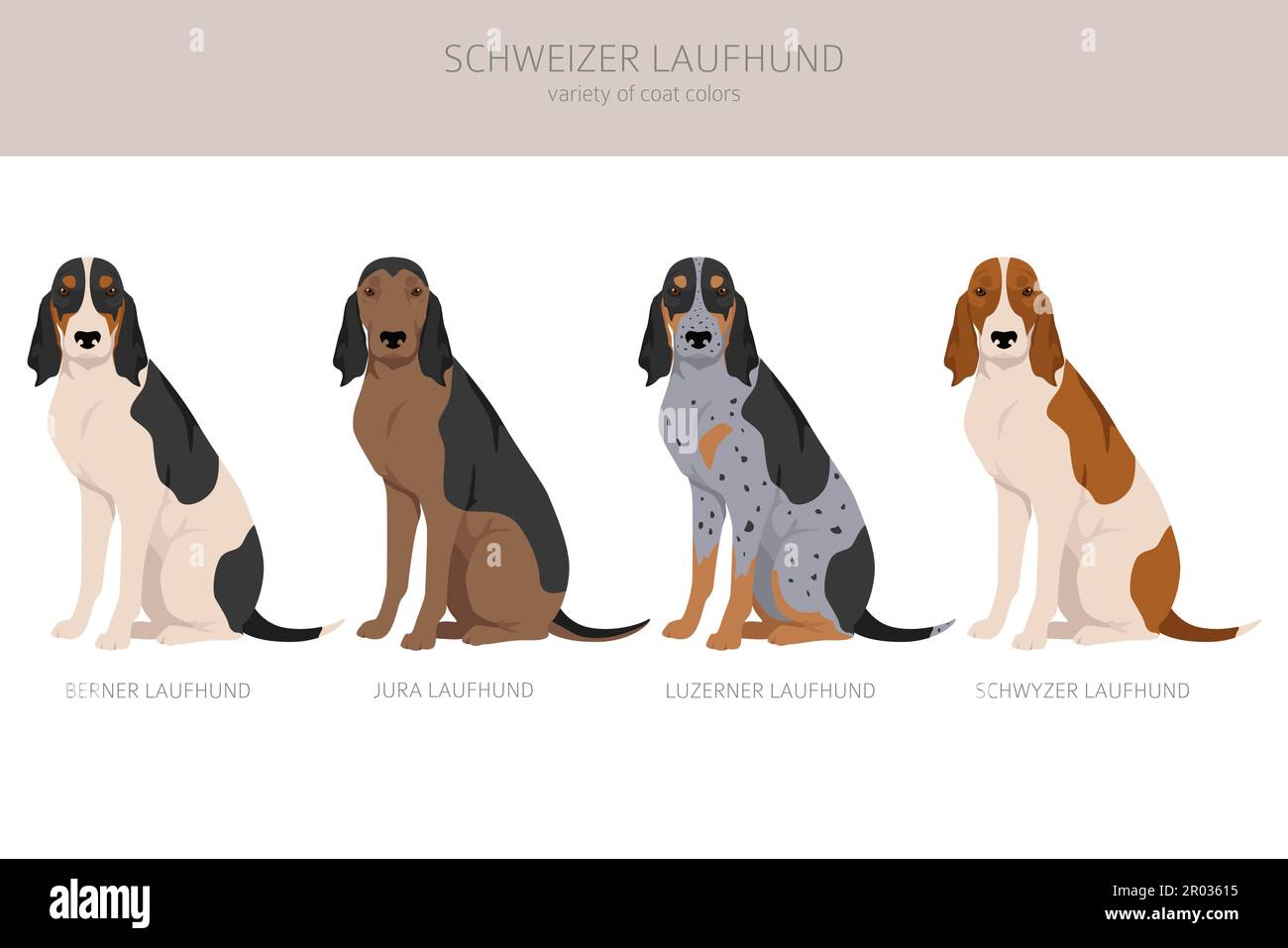 Schwyzer Laufhund, zona della sterlina svizzera. Set di tutti i colori del mantello. Infografica sulle caratteristiche di tutte le razze di cani. Illustrazione vettoriale Illustrazione Vettoriale