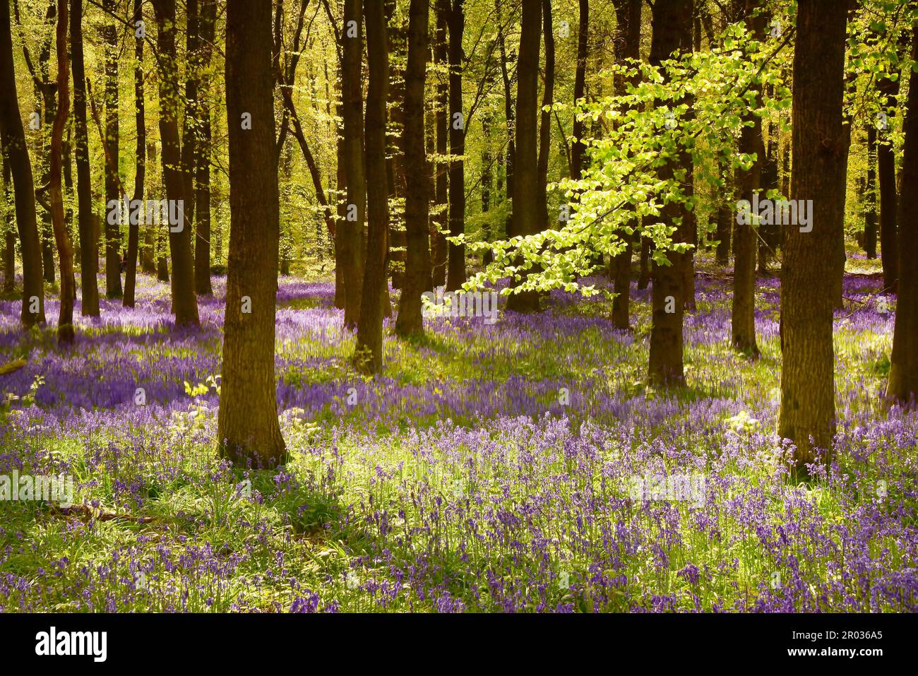 Bluebell Wood ad Ashridge Estate, Inghilterra Foto Stock