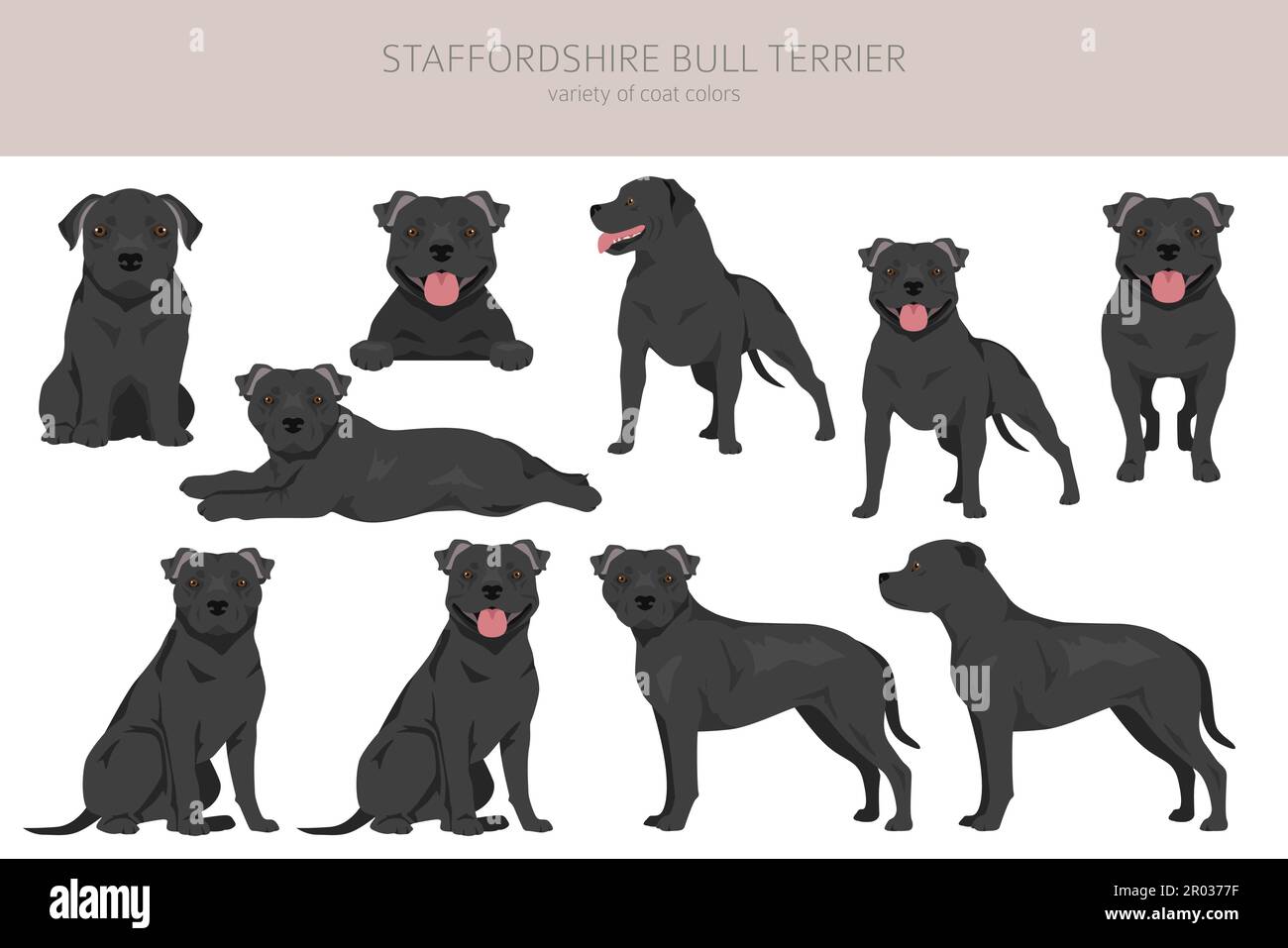 Staffordshire bull Terrier. Diverse varietà di cappotto colore bulli cani set. Illustrazione vettoriale Illustrazione Vettoriale