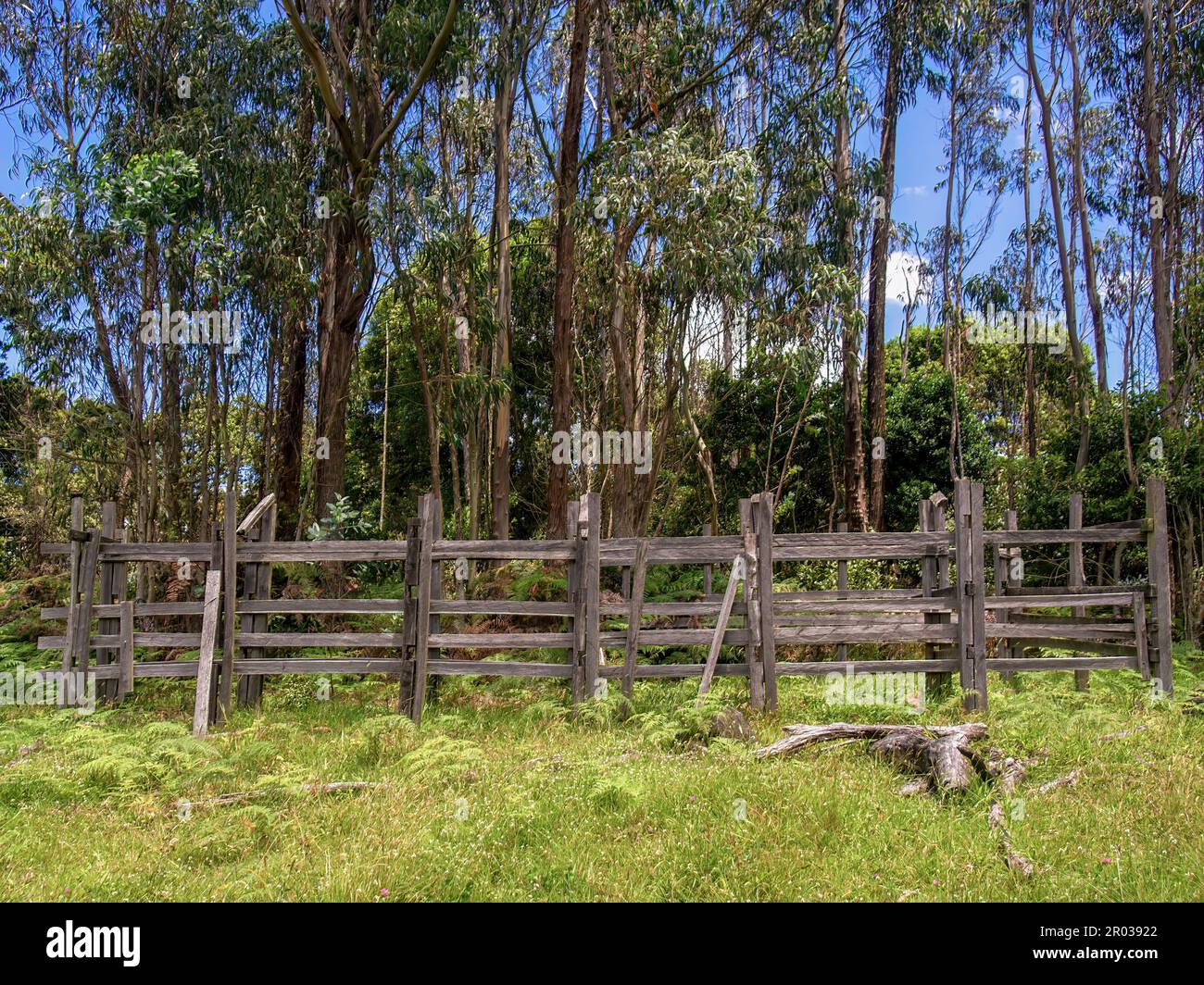 Un vecchio corteo di legno di fronte ad una foresta di eucalipti in un campo di fattoria vicino alla città di Arcabuco nelle montagne centrali andine della Colombia. Foto Stock