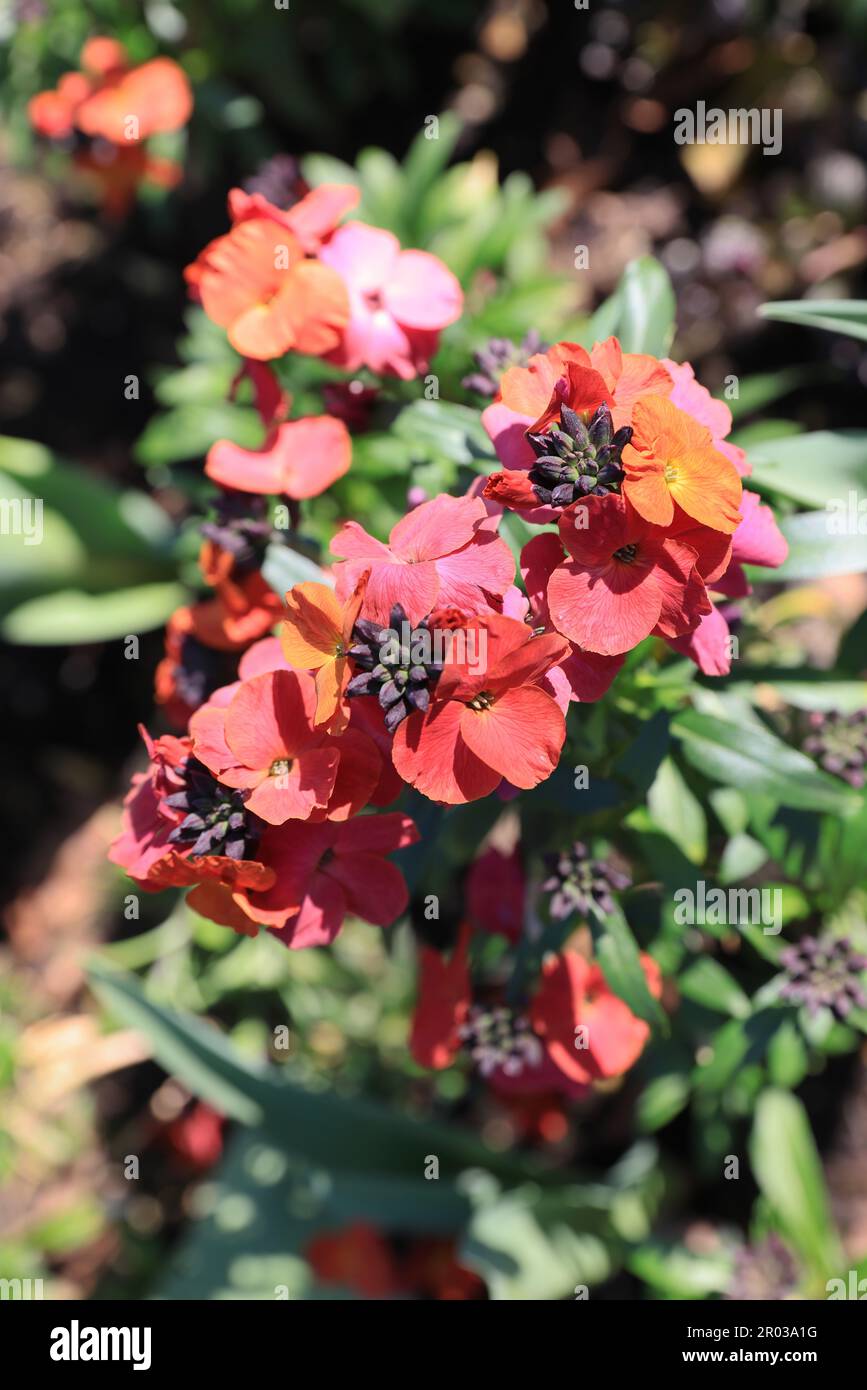 Graziosi wallflowers o Erysimum Cheiri, che crescono sotto il sole primaverile, a Regents Park, Londra, Regno Unito Foto Stock