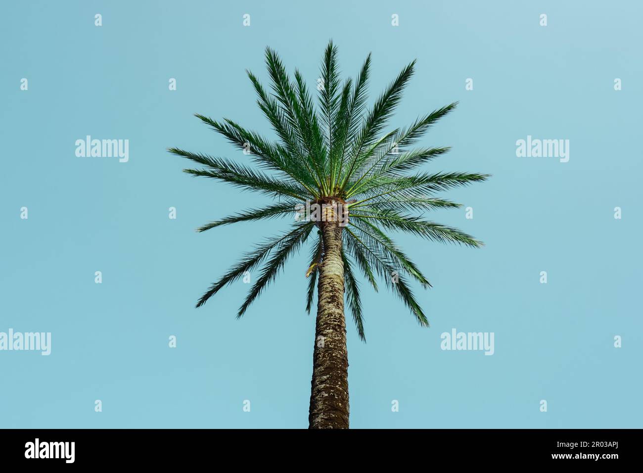 alberi di palma con sfondo cielo blu, clima tropicale Foto Stock