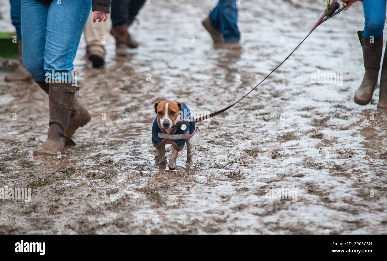 Bristol, Regno Unito. 06th maggio, 2023. 6th maggio 2023. Un cane Jack Russell non sembra che stia godendo il fango il giorno 2 dei 2023 Badminton Horse Trials presentati da MARS a Badminton House vicino a Bristol, Gloucestershire, Inghilterra, Regno Unito. Credit: Jonathan Clarke/Alamy Live News Foto Stock