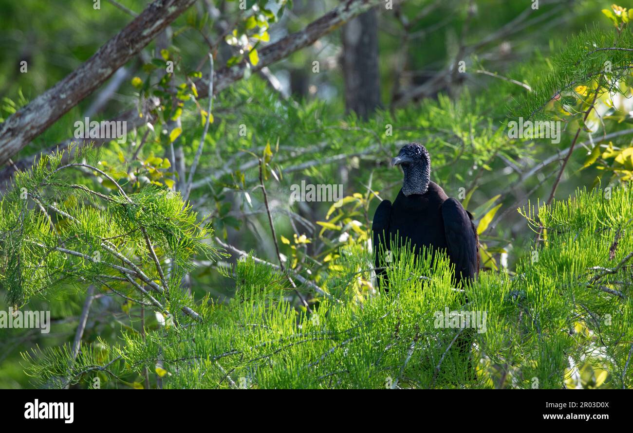 Allerta avvoltoio nero arroccato in rami di alberi illuminati dal sole vicino a Cypress Lake nella Contea di Lee, Florida, Stati Uniti Foto Stock