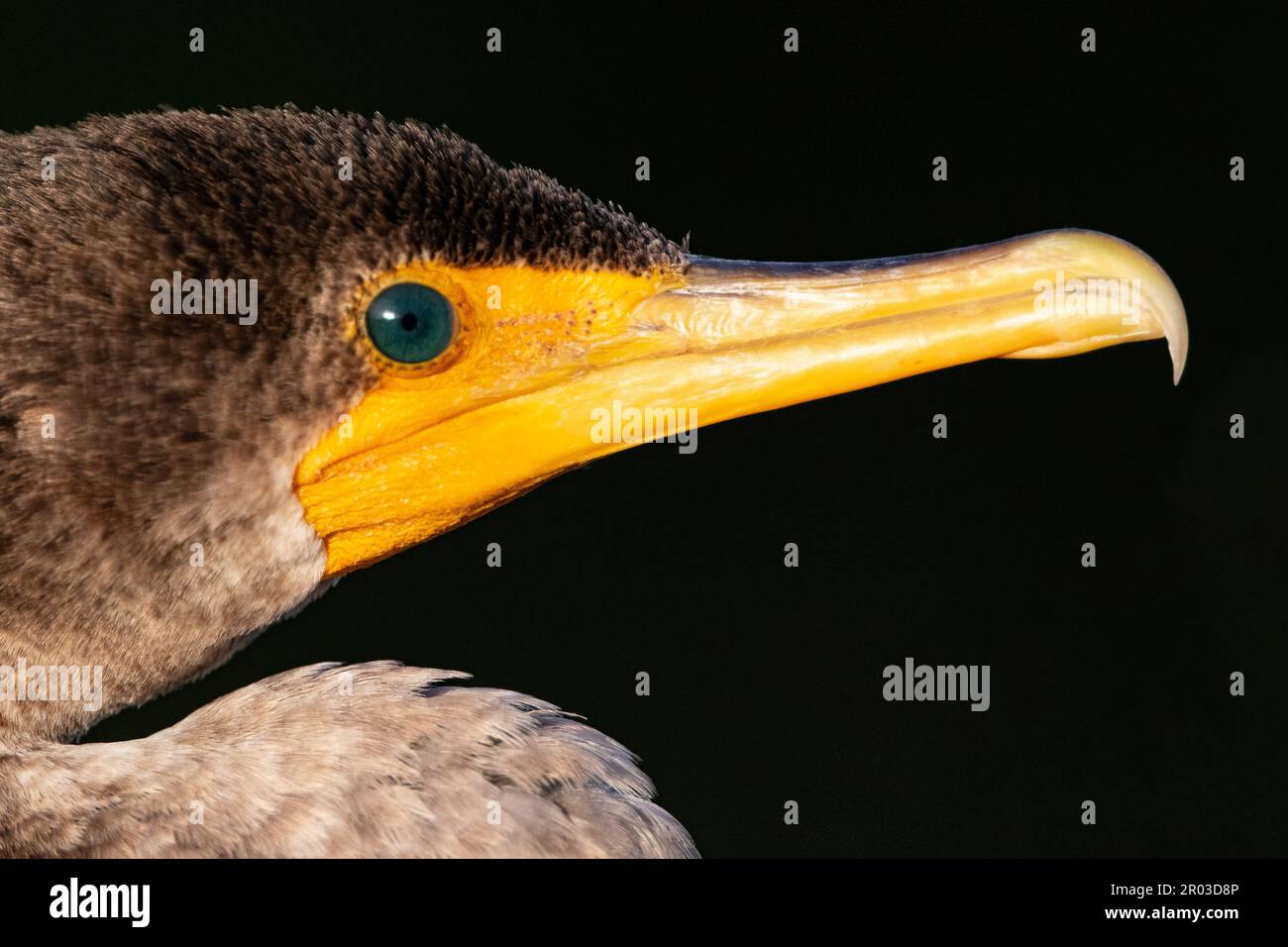 Primo piano ritratto di faretto cormorano occhio verde teal e becco agganciato su sfondo nero Foto Stock