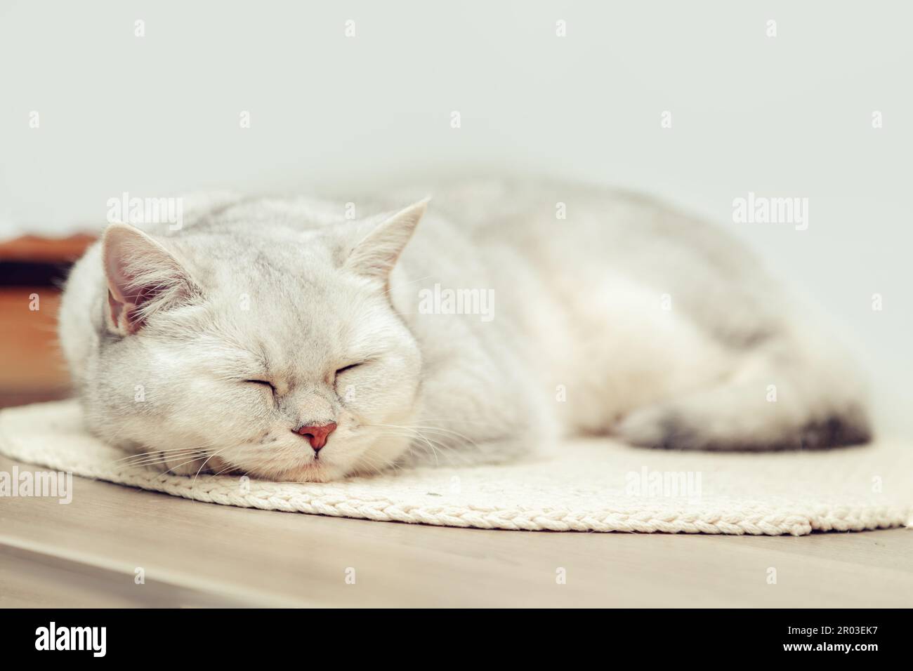 Bel gatto shorthair inglese argento dormire comodamente su un piccolo tappeto a maglia. Foto Stock