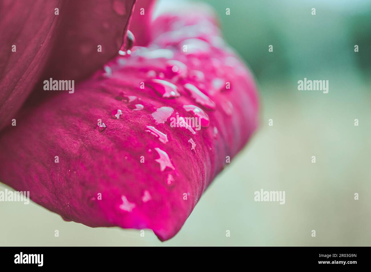 Primo piano di petali rosa in fiore con gocce d'acqua bagnate nel giardino estivo sullo sfondo sfocato Foto Stock