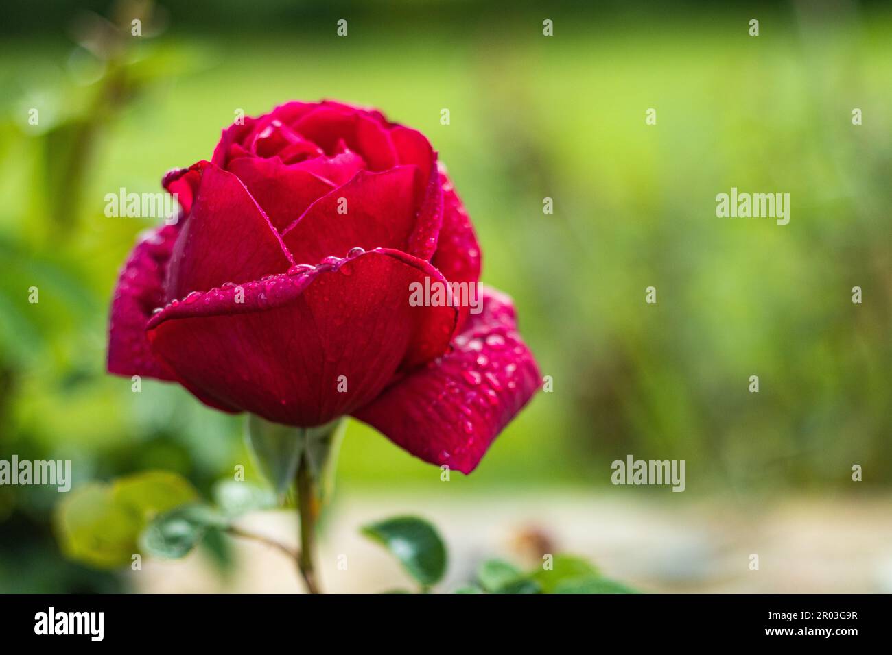 Rosa rossa delicata con petali umidi e foglie verdi che crescono in giardino con vegetazione lussureggiante Foto Stock
