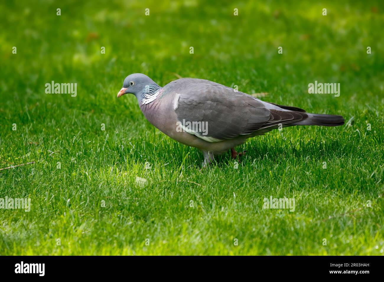 Un piccione di legno è alla ricerca di cibo nell'erba del giardino. Foto Stock