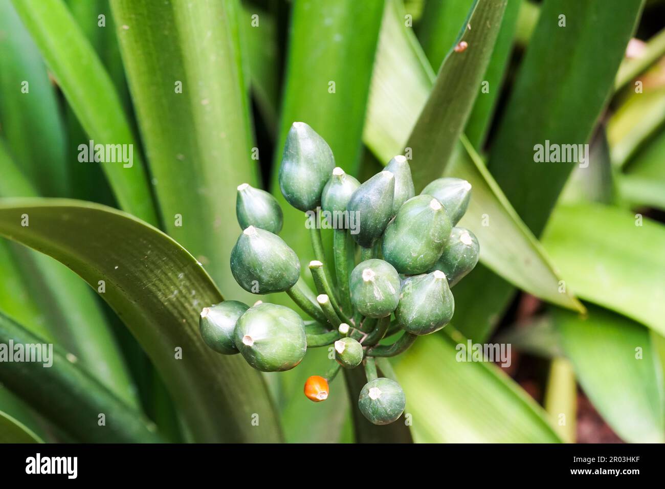 Livia miniata, giglio cespuglio, giglio natale verde unmature frutti bacche closeup in un grappolo contro foglie verdi su una pianta in Sudafrica Foto Stock