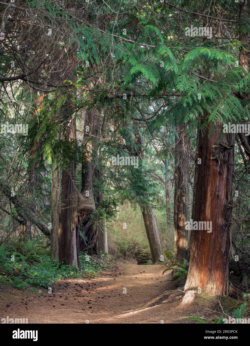 Percorri gli alberi della riserva Barnum Point nello stato di Washington dell'isola di Camano Foto Stock