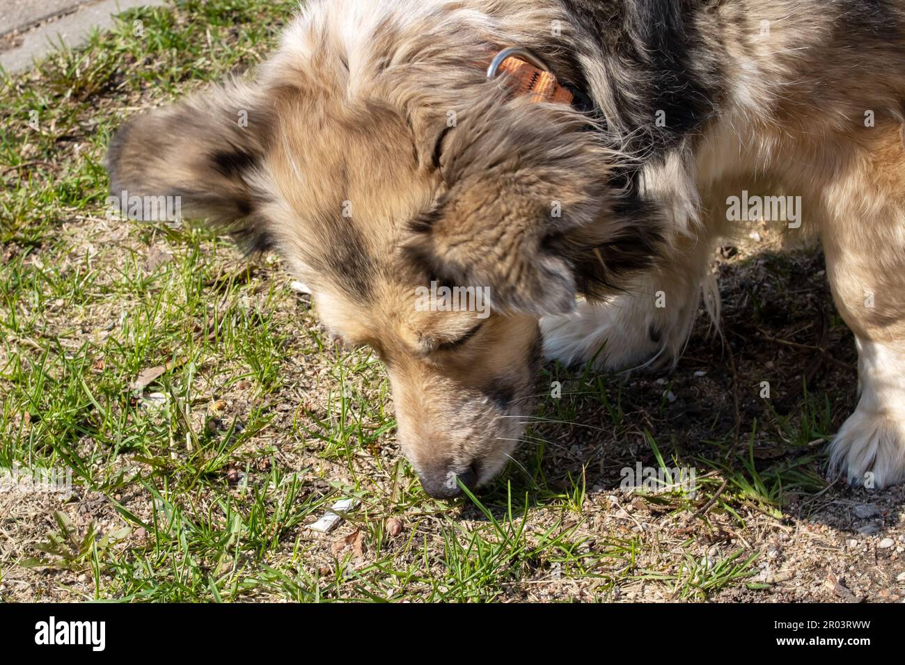 Shaggy grigio cane fiammante erba primo piano in estate Foto Stock