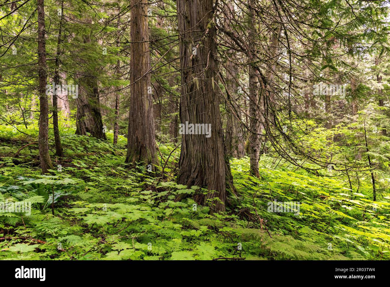 Cedar Trees e felci all'interno del parco provinciale della Foresta Antica, Fraser River Valley vicino a Prince George, British Columbia, Canada. Foto Stock