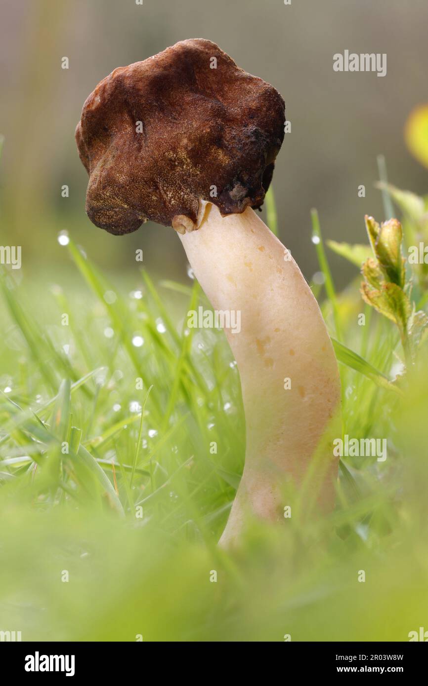 Il Morel di Thimble - Verpa conica - un membro della famiglia di morel, è un fungo selvatico di primavera raro trovato spesso sotto il biancospino Foto Stock