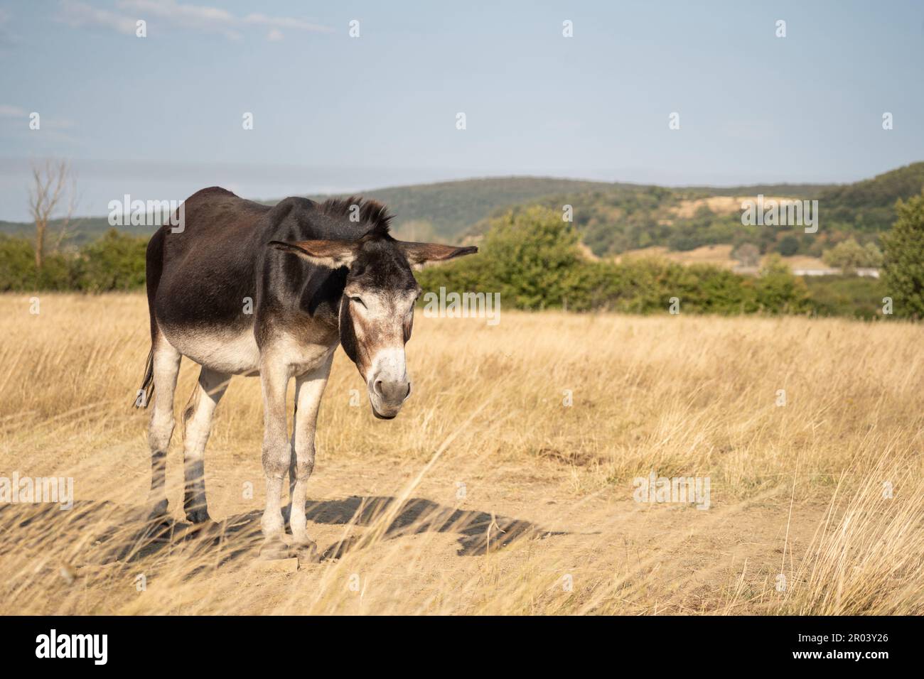 Ritratto di un asino o mulo che riposa sul campo in una giornata di sole. Colline sullo sfondo. Foto Stock