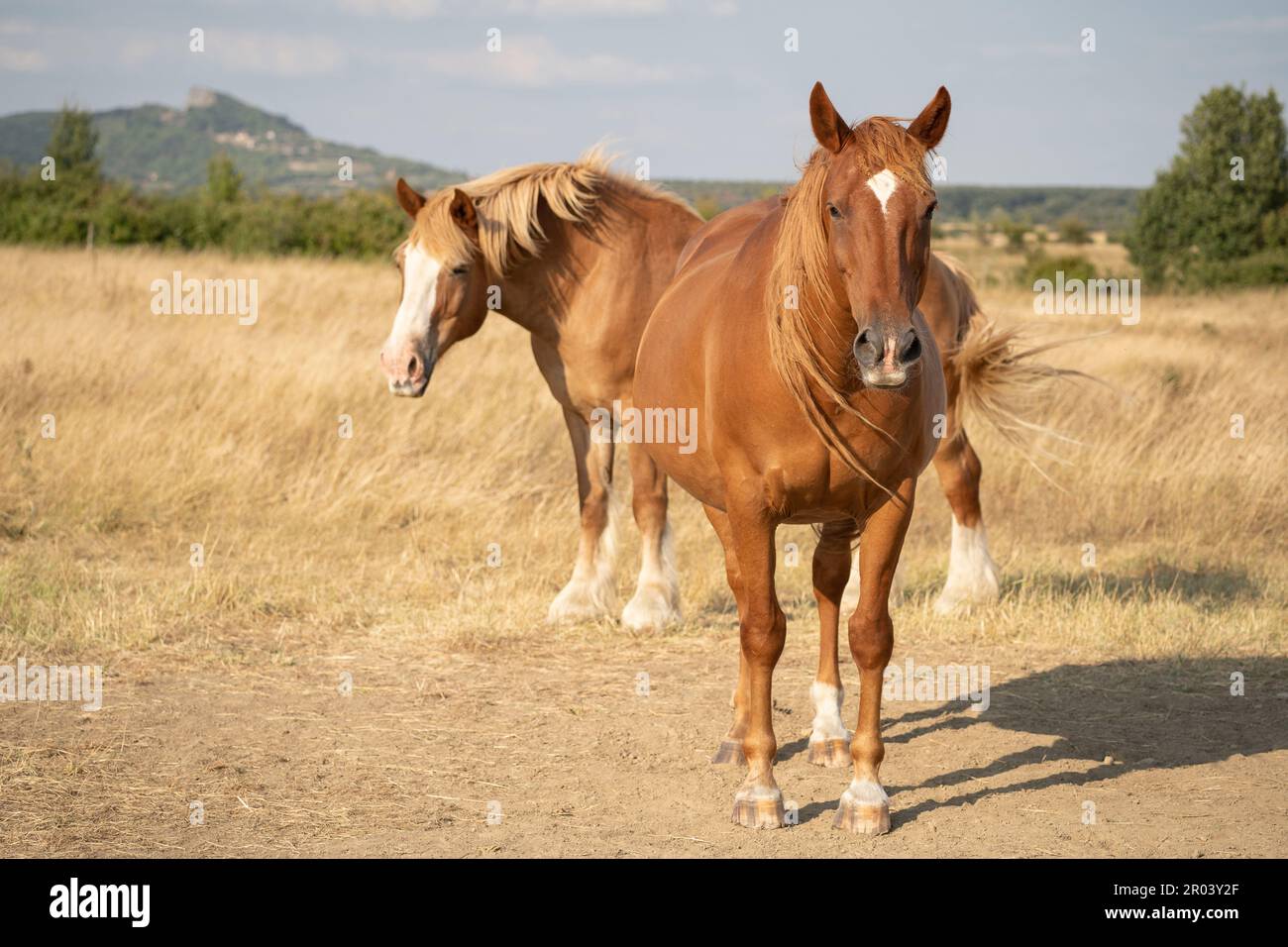 Due cavalli sono in piedi sul campo sotto il sole in Ungheria. Cavalli di castagno e palomino. Collina basaltica geologica 'Hegyestű' sullo sfondo. Foto Stock