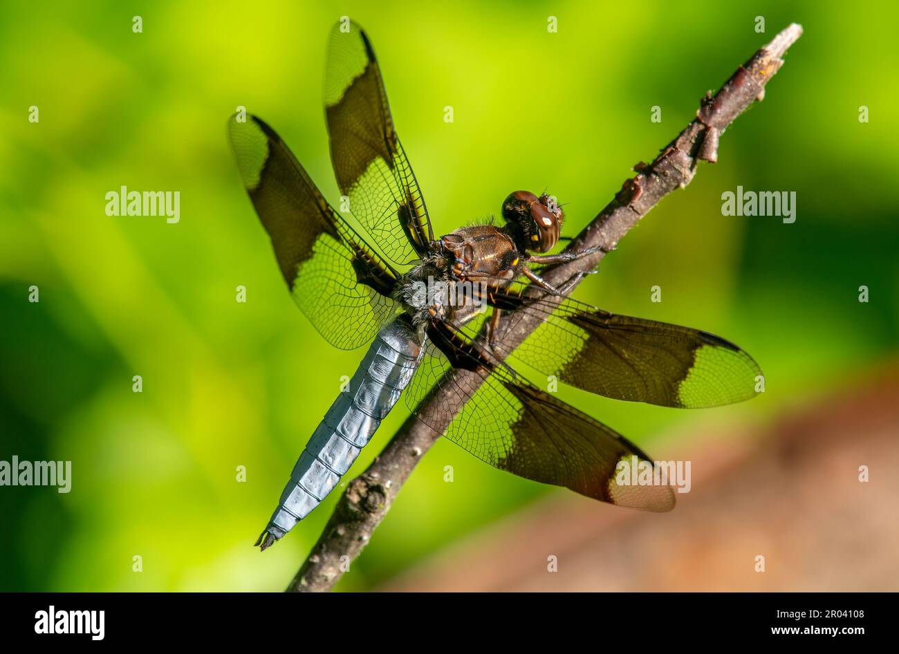 Una bella libellula comune Whitetail appollaiata su un ramoscello che sovrasta il bordo di una zona umida del Midwest con uno sfondo verde vibrante. Foto Stock