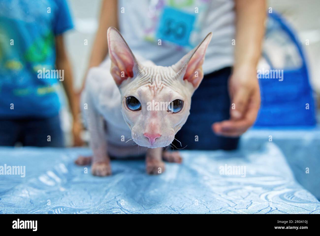 Un gatto di colore crema di Don sfinge con gli occhi blu si siede tensamente su un tappeto blu e guarda via. Primo piano. Foto Stock
