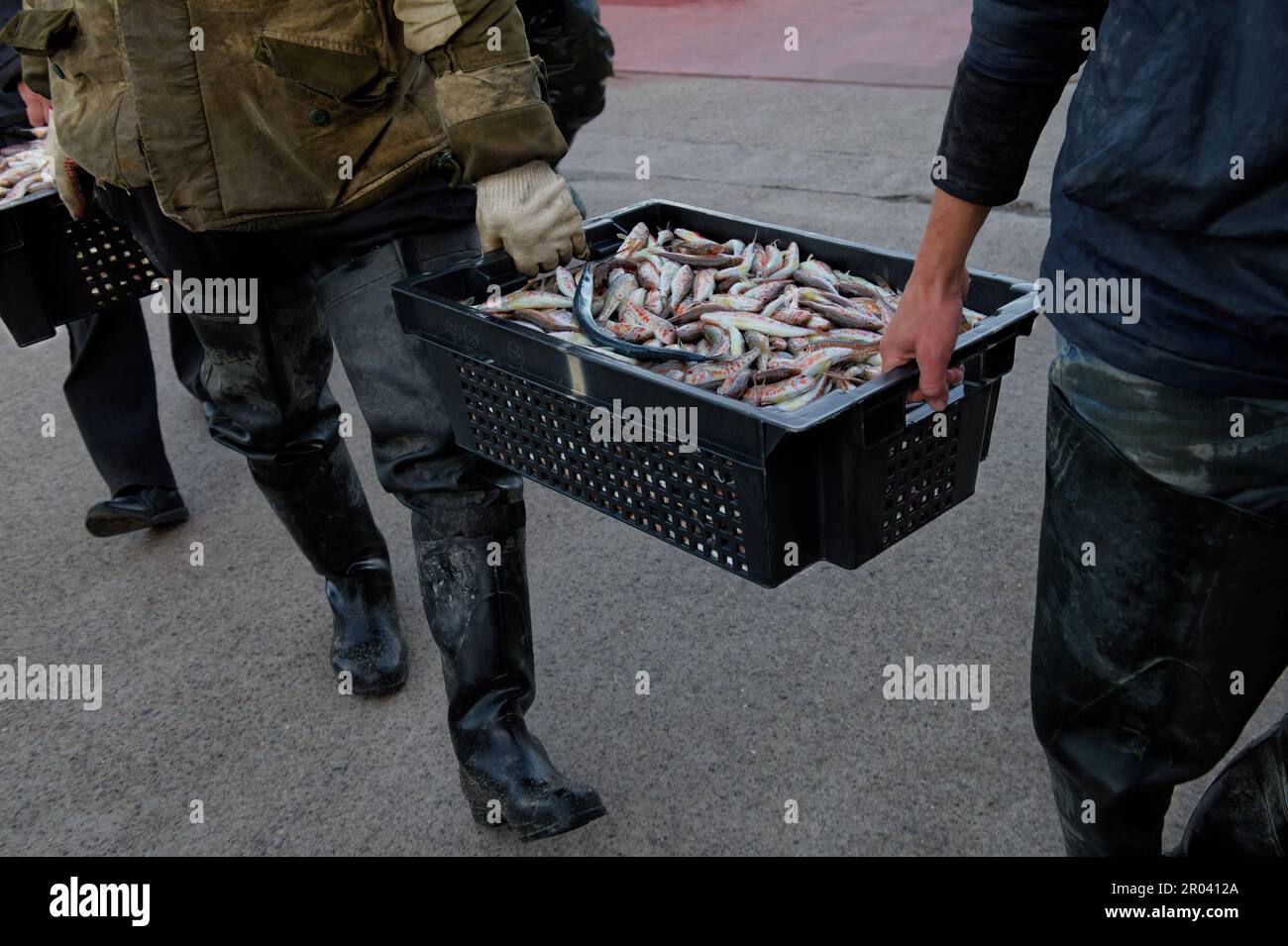 I pescatori trasportano triglie appena pescate in una scatola nera. Foto Stock