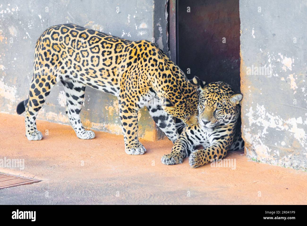 Wild Jaguar (Panthera onca) in ritratto e messa a fuoco selettiva con sfocatura in profondità, nota come 'ontha pintada' Foto Stock