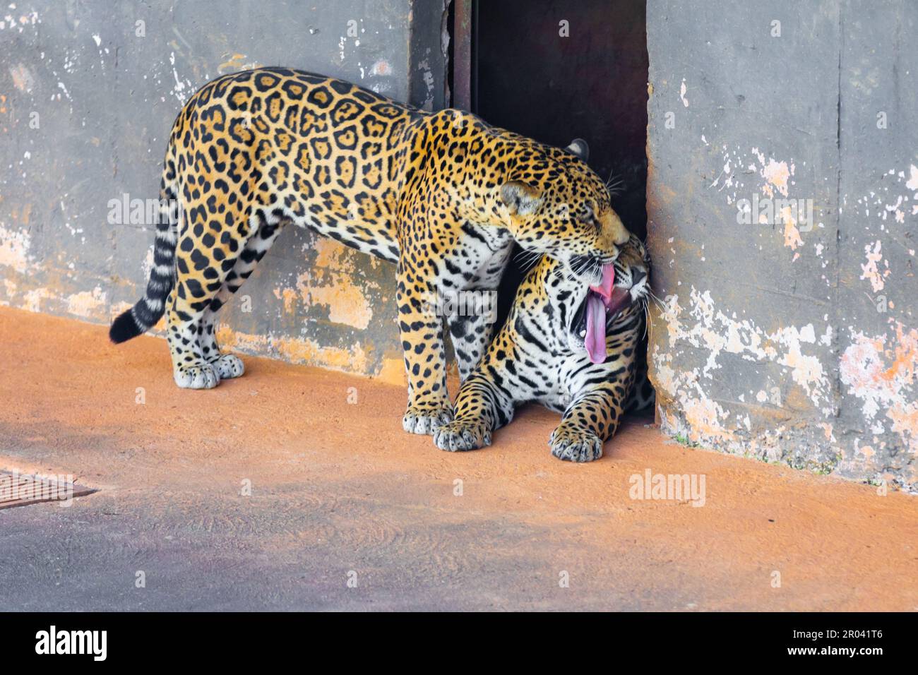 Wild Jaguar (Panthera onca) in ritratto e messa a fuoco selettiva con sfocatura in profondità, nota come 'ontha pintada' Foto Stock