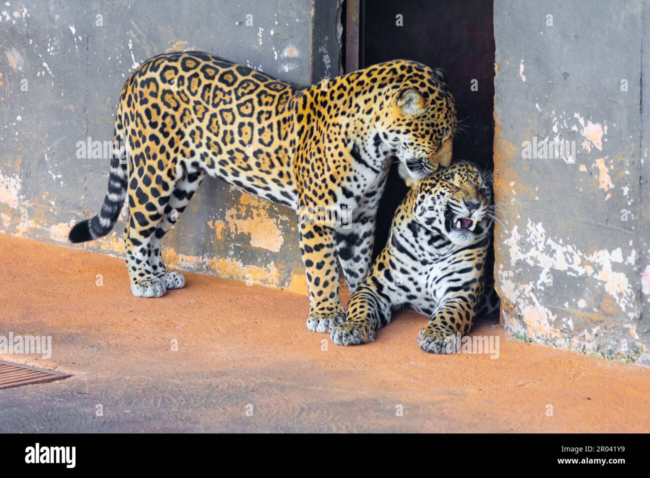 Wild Jaguar (Panthera onca) in ritratto e messa a fuoco selettiva con sfocatura in profondità, nota come 'ontha pintada' Foto Stock