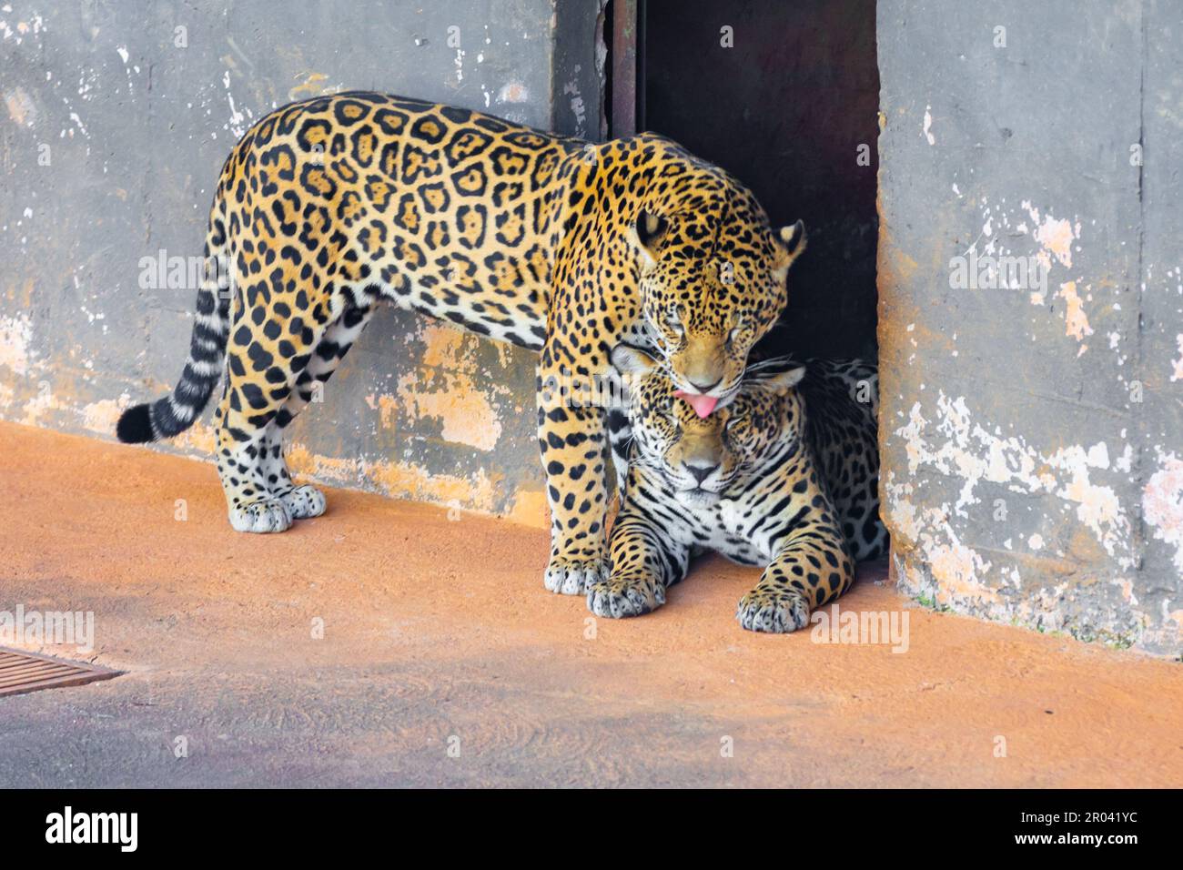 Wild Jaguar (Panthera onca) in ritratto e messa a fuoco selettiva con sfocatura in profondità, nota come 'ontha pintada' Foto Stock