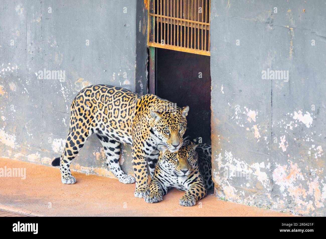 Wild Jaguar (Panthera onca) in ritratto e messa a fuoco selettiva con sfocatura in profondità, nota come 'ontha pintada' Foto Stock