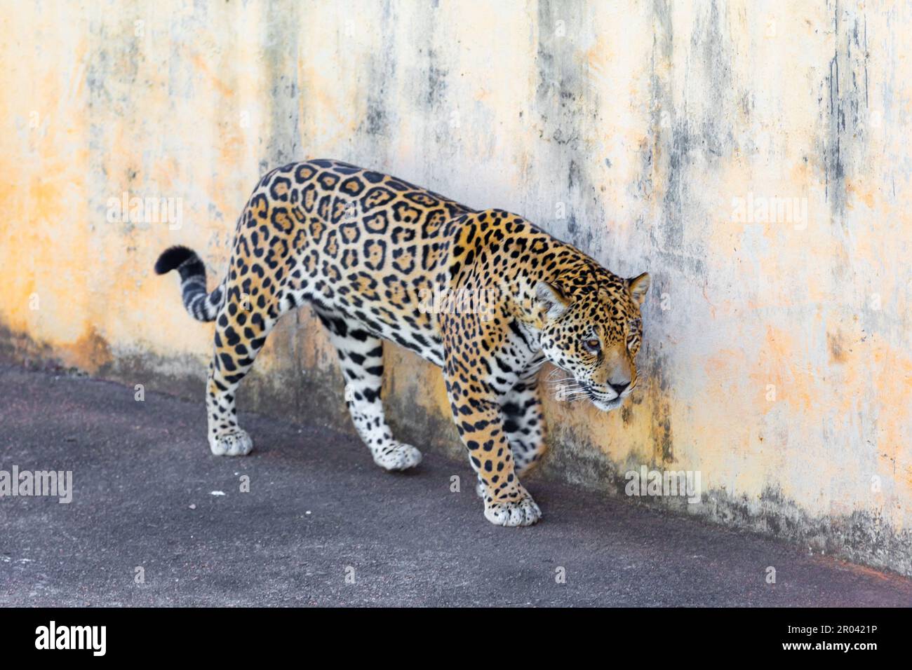 Wild Jaguar (Panthera onca) in ritratto e messa a fuoco selettiva con sfocatura in profondità, nota come 'ontha pintada' Foto Stock