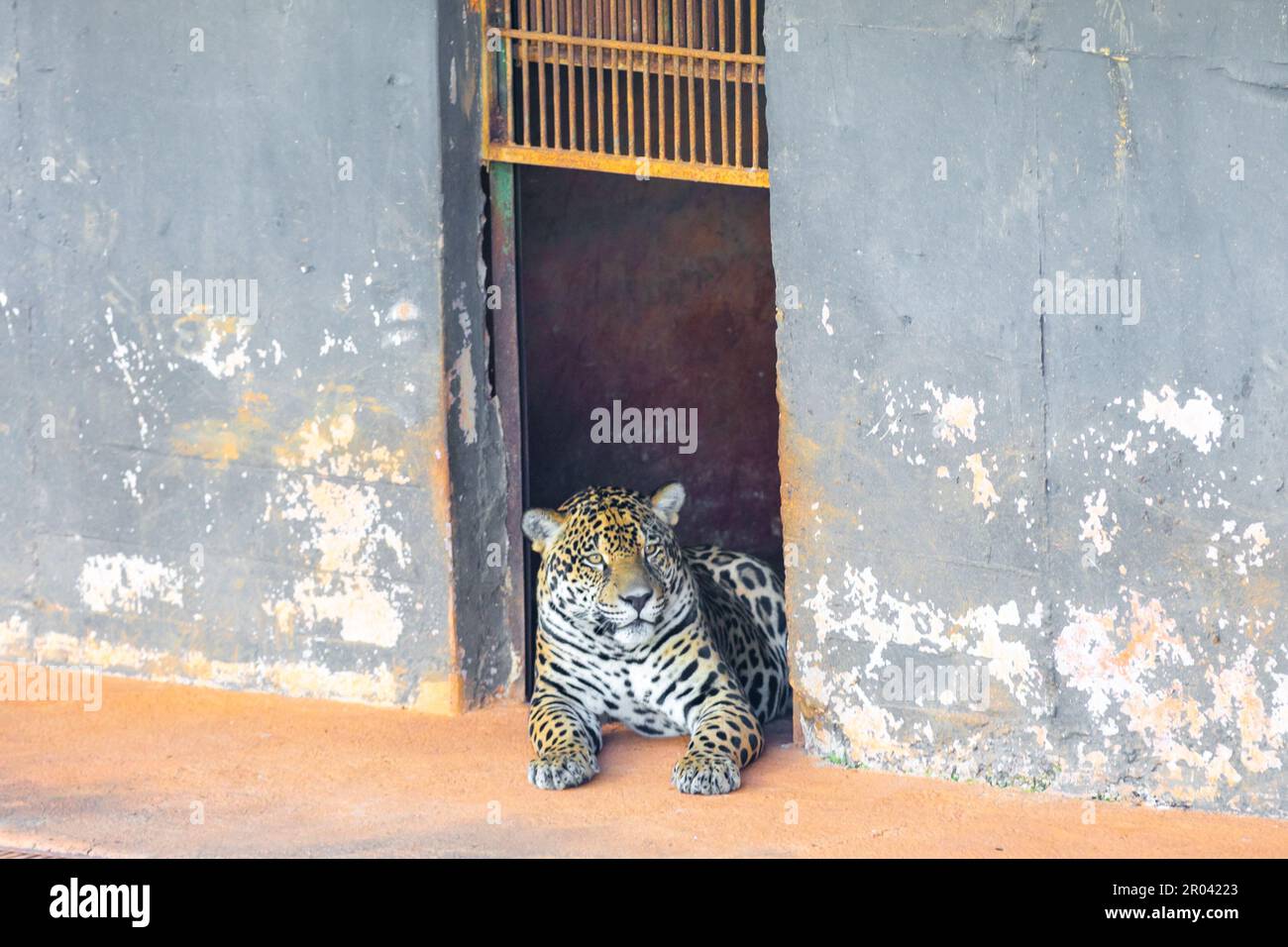 Wild Jaguar (Panthera onca) in ritratto e messa a fuoco selettiva con sfocatura in profondità, nota come 'ontha pintada' Foto Stock