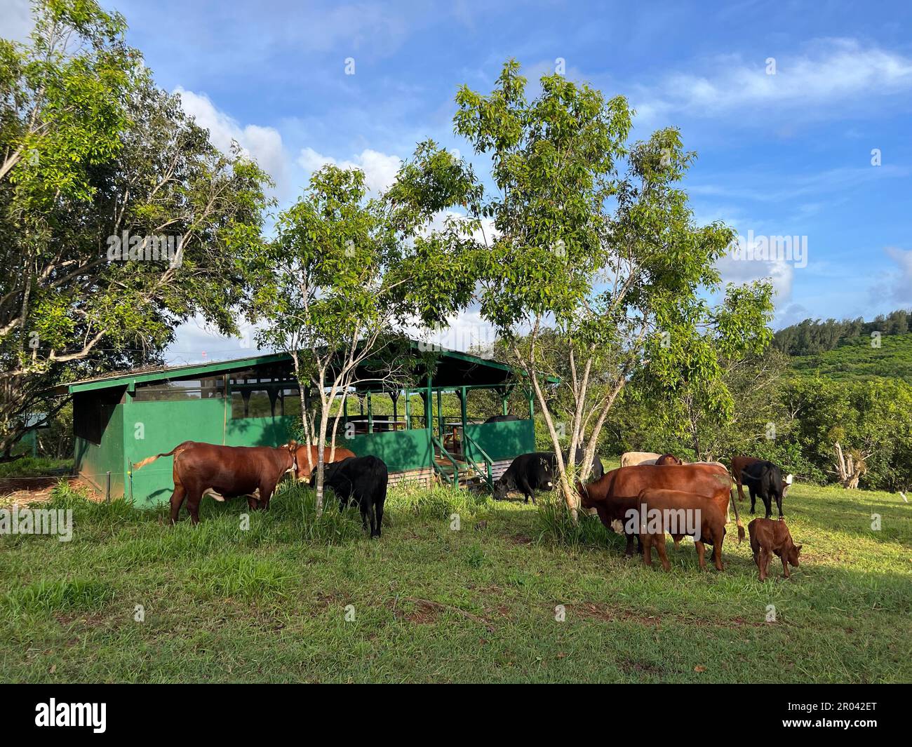 Bestiame in una fattoria a Kalaheo sull'isola di Kauai Foto Stock