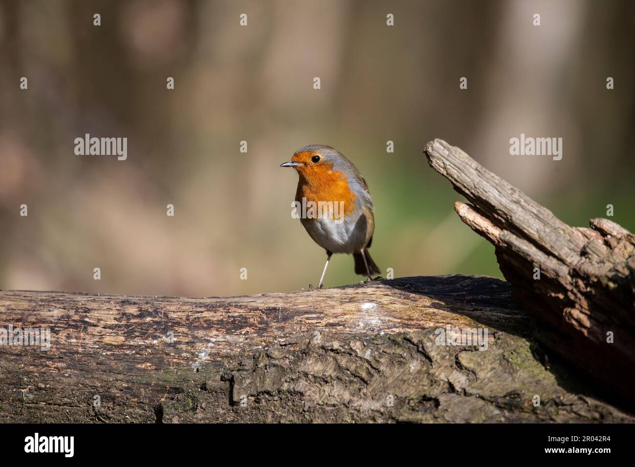 European Robin Erithacus rubecula splendidamente illuminato su uno sfondo diffuso e appollaiato su un tronco di albero morto Foto Stock