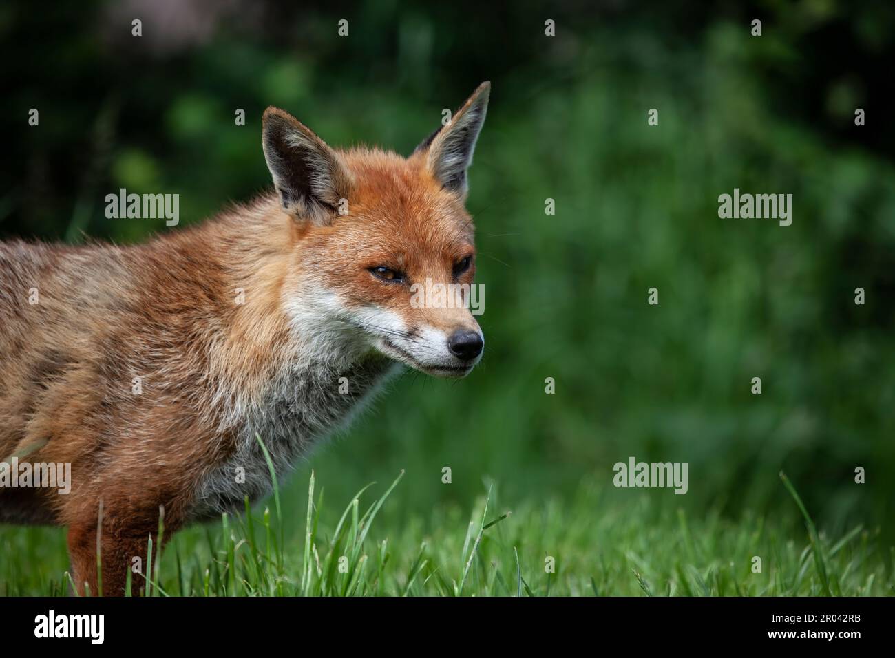 Un primo piano di una volpe rossa (vulpes Vulpes) in prateria Foto Stock